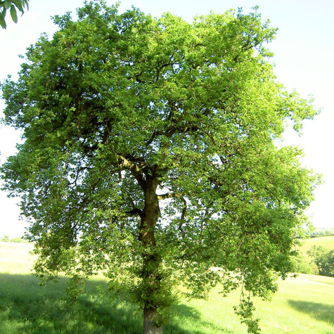 Dąb burgundzki frędzelkowy Wiatrochron (C2)