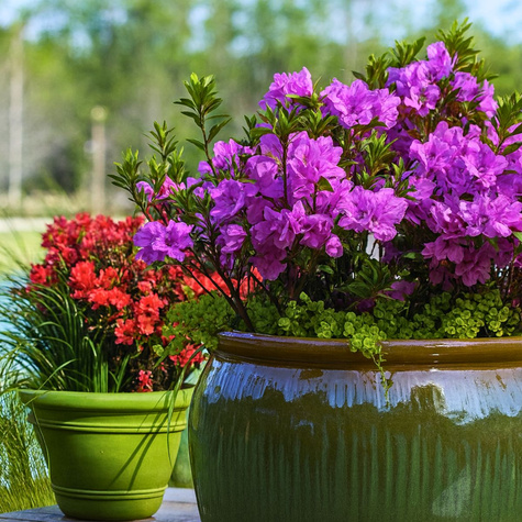 Azalia japońska Awangardowa fioletowa (C2)