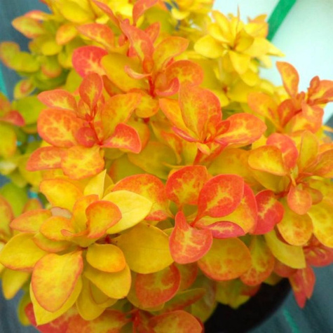 Berberys thunberga Summer Sunset (C1.7)