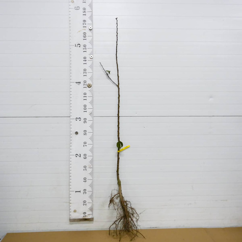 Morela Lescora Plant Pack