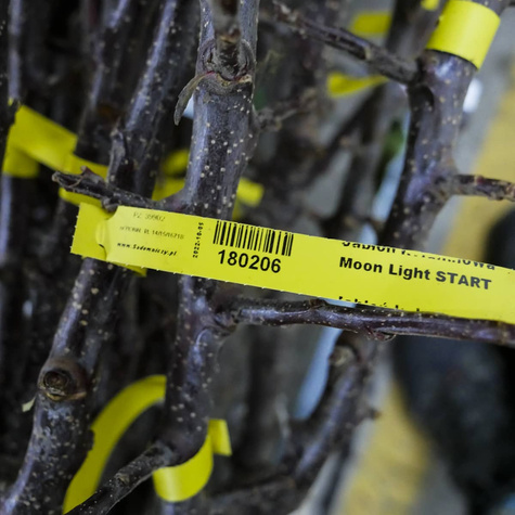 Jabłoń kolumnowa Moon Light w typie Kosztela Plant Pack