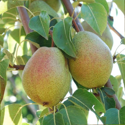 Duo Grusza Bonkreta i Faworytka Plant Pack