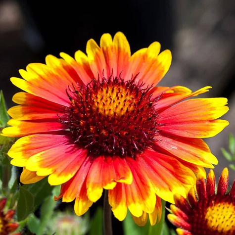 Gailardia oścista Dzianwa Arizona Sun (C2)