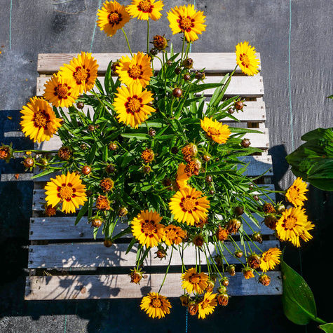 Nachyłek lancetowaty Sunfire (C2)