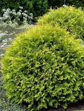 Thuja Tuja Żywotnik zachodni 'Yellow Globe'