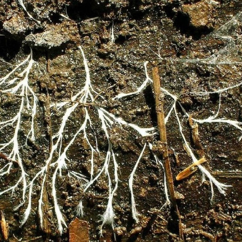 Mikoryza do pomidorów i papryki do sadu i ogrodu 150g