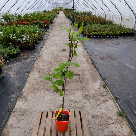 MINI KIWI Aktinidia pstrolistna Sientiabrskaja żeńska