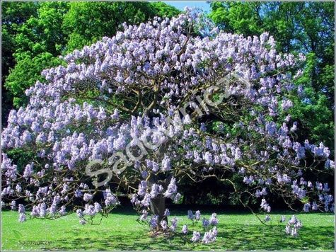 Paulownia omszona, puszysta Pawłownia Cesarskie drzewko 0,1g nasiona