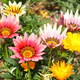 Gazania mix kolorów 1g Polan