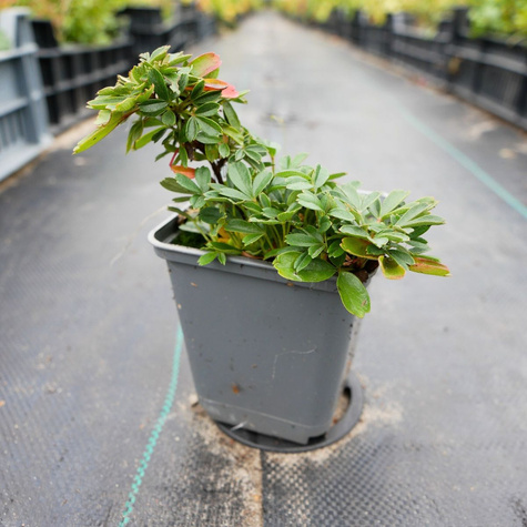 Pięciornik trójząbkowy Nuuk (P9)