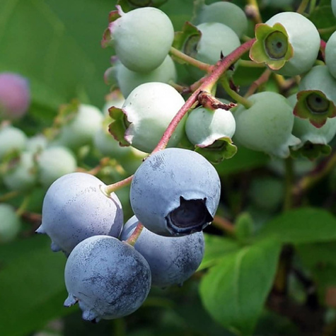 Borówka amerykańska Jersey średnio wczesna (C2)