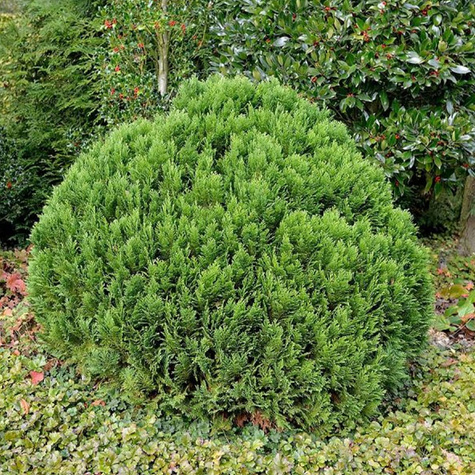 Cyprysik lawsona Globosa (C2)