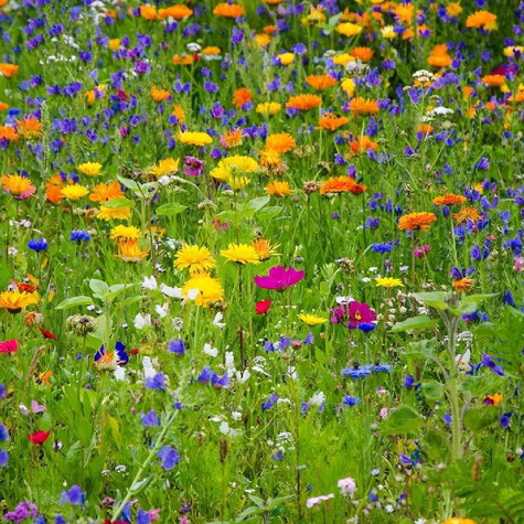 Łąka Kwietna Sezonowa Niespodzianka 2g mieszanka jednoroczna