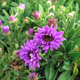 Aster alpejski Dunkle Schöne fioletowy (C2)