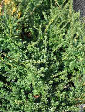 Cis pośredni Fairview (C2)