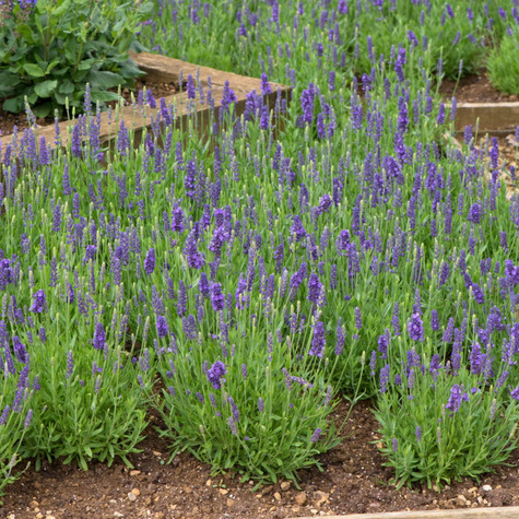 Lawenda wąskolistna Spear Blue (C2)