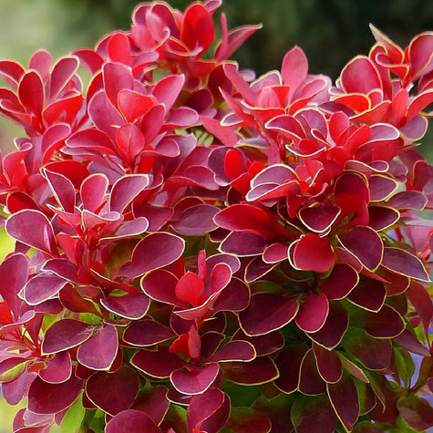 Berberys thunberga Aria (C2)