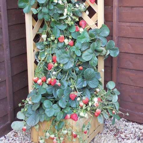 Truskawka pnąca wisząca powtarzająca Multiplat 6szt