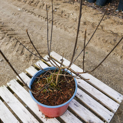 Pięknotka Bodiniera Profusion Koralikowy Krzew (C2)