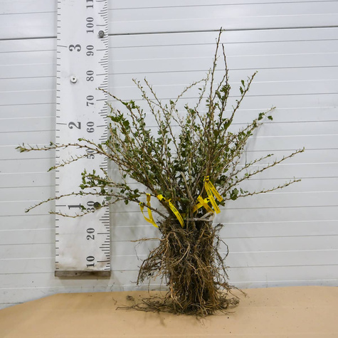 Agrest czerwony Pax Plant Pack