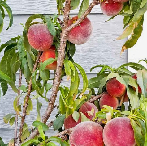 Brzoskwinia Elberta Plant Pack