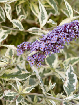 Budleja Dawida Butterfly Gold