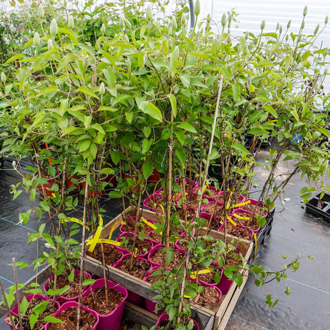 Powojnik Clematis wielkokwiatowy Nelly Moser