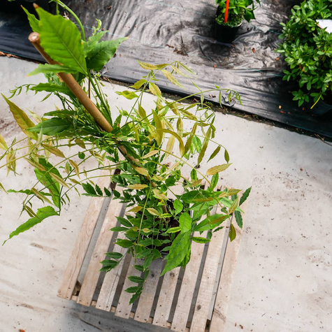 Glicynia chińska Caroline