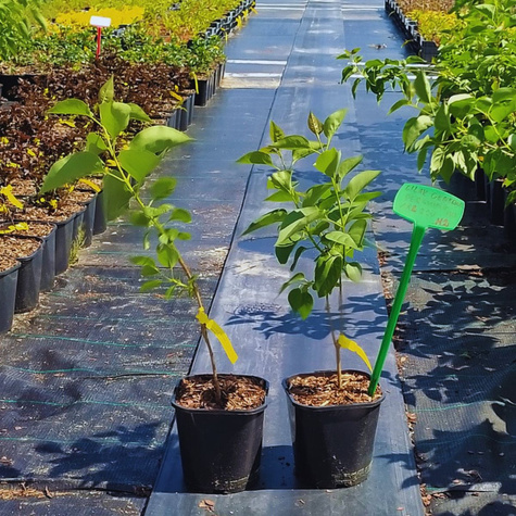 Lilak pospolity General Pershing pełny pachnący w doniczce (C2)