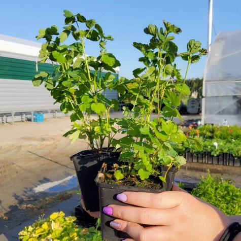 Rutewka żółta Tukker Princess