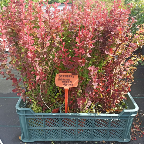 Berberys thunberga Orange Dream (C2)