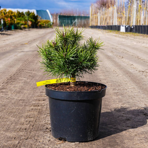 Sosna górska kosodrzewina Litomyśl szczepiona NP