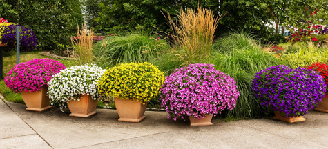 Surfinia Supertunia Mini Vista Pink Star samoczyszcząca