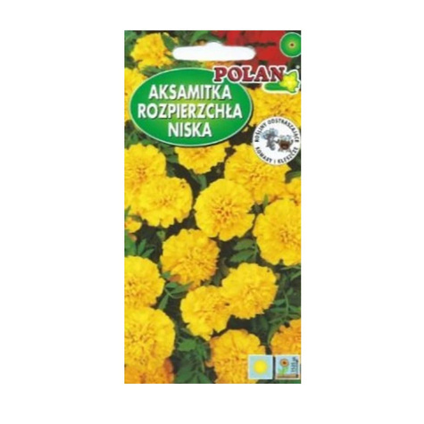 Aksamitka rozpierzchła niska pełna żółta 1g
