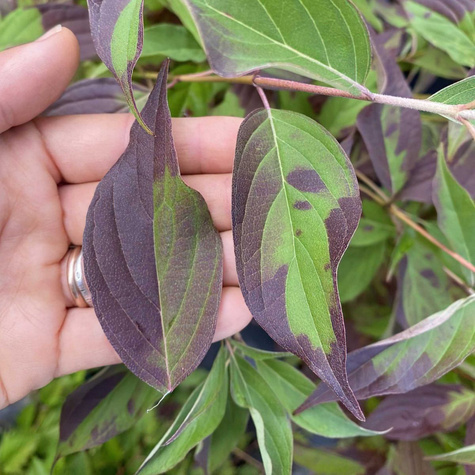 Dereń biały Regnzam