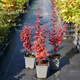 Berberys thunberga Chiquita (P9)