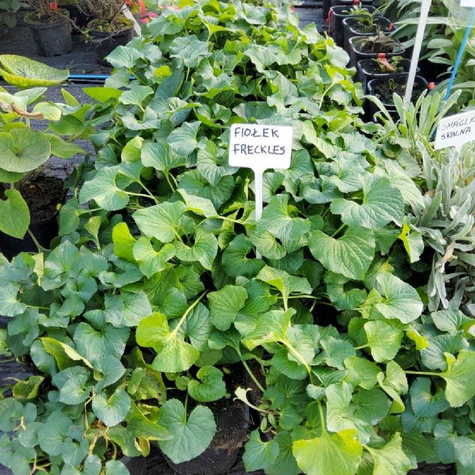 Fiołek motylkowaty Freckles