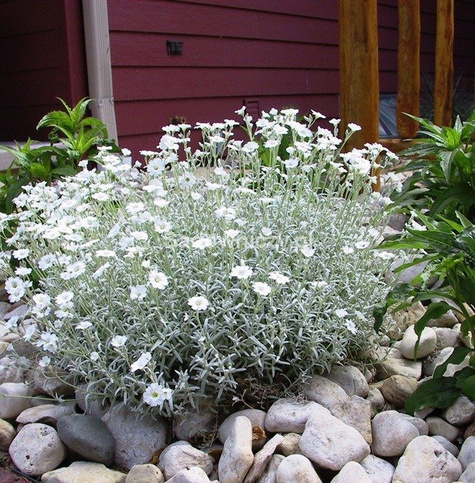 Rogownica Biebersteina 0,3g