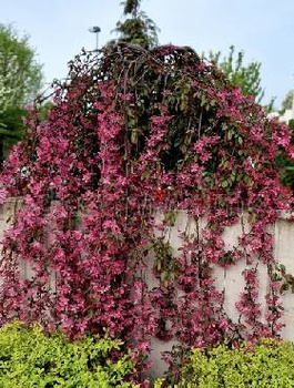 Jabłoń Ozdobna Czerwona Pendula Szczepiona Na Pniu