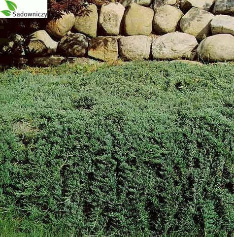 Jałowiec płożący Wiltonii (C2)