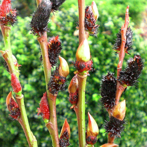 Wierzba smukłoszyjkowa Melanostachys czarne bazie (C2)