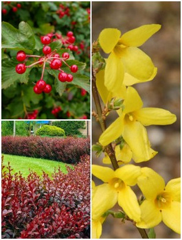 Zestaw Kolorowy Żywopłot Wiosenny Plant Pack