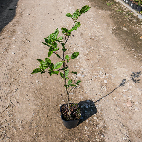 Grab pospolity Soliter Aleja Szpaler Figura (C2)