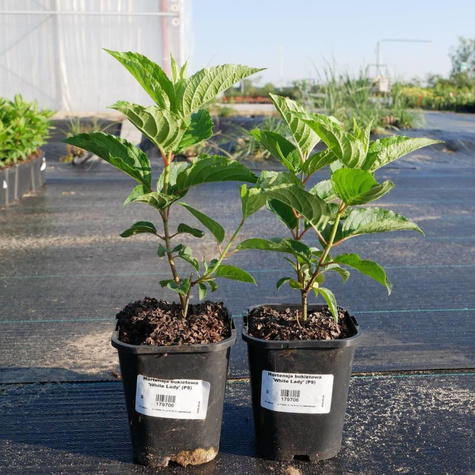 Hortensja bukietowa 'White Lady' (C2)