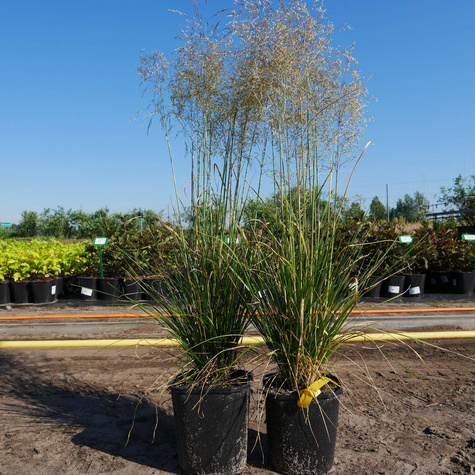 Śmiałek darniowy Schottland (C2)