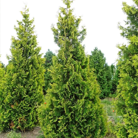 Thuja Tuja Żywotnik zachodni Yellow Ribon (C2)