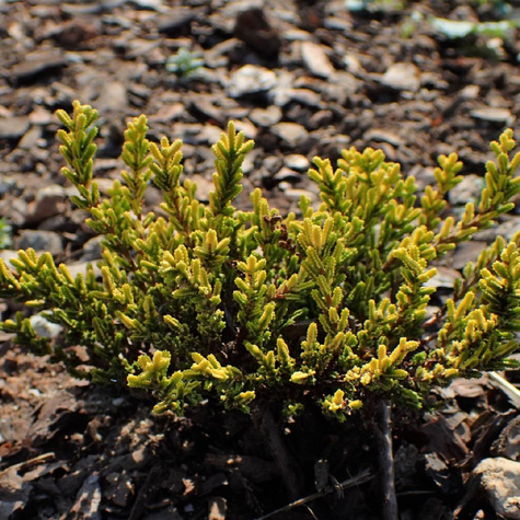 6 x Wrzos pospolity biały kwiat żółte liście sadzonki