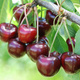 Czereśnia półkarłowa Carmen o dużych owocach Plant Pack 