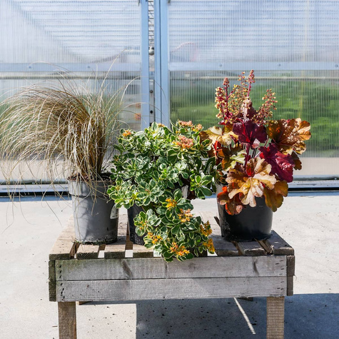 Jesienny zestaw bylin z rozchodnikiem