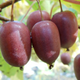 MINI KIWI Aktinidia ostrolistna Purpurna Sadowa żeńska (C2)